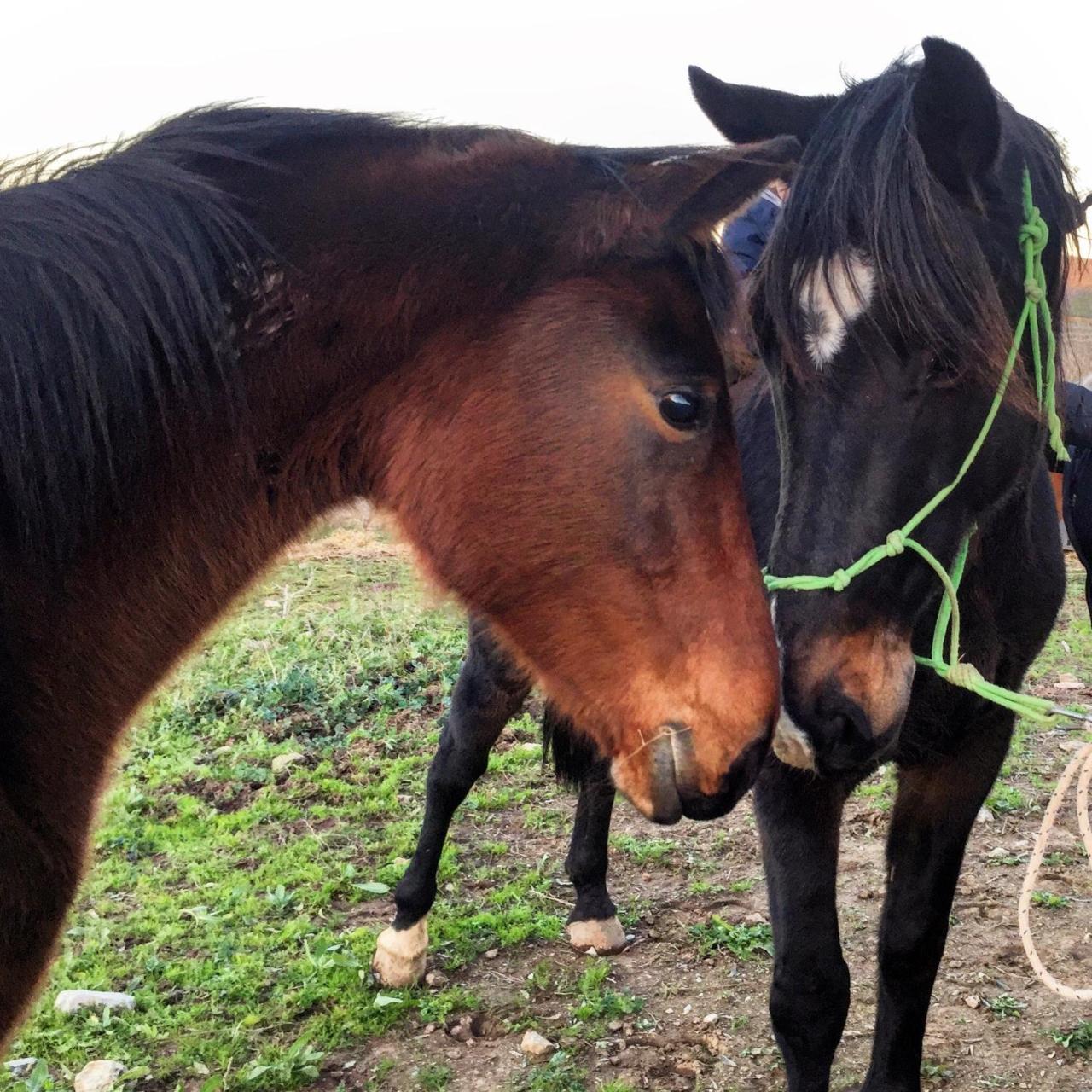 La Valentina Nuova Farm stay *