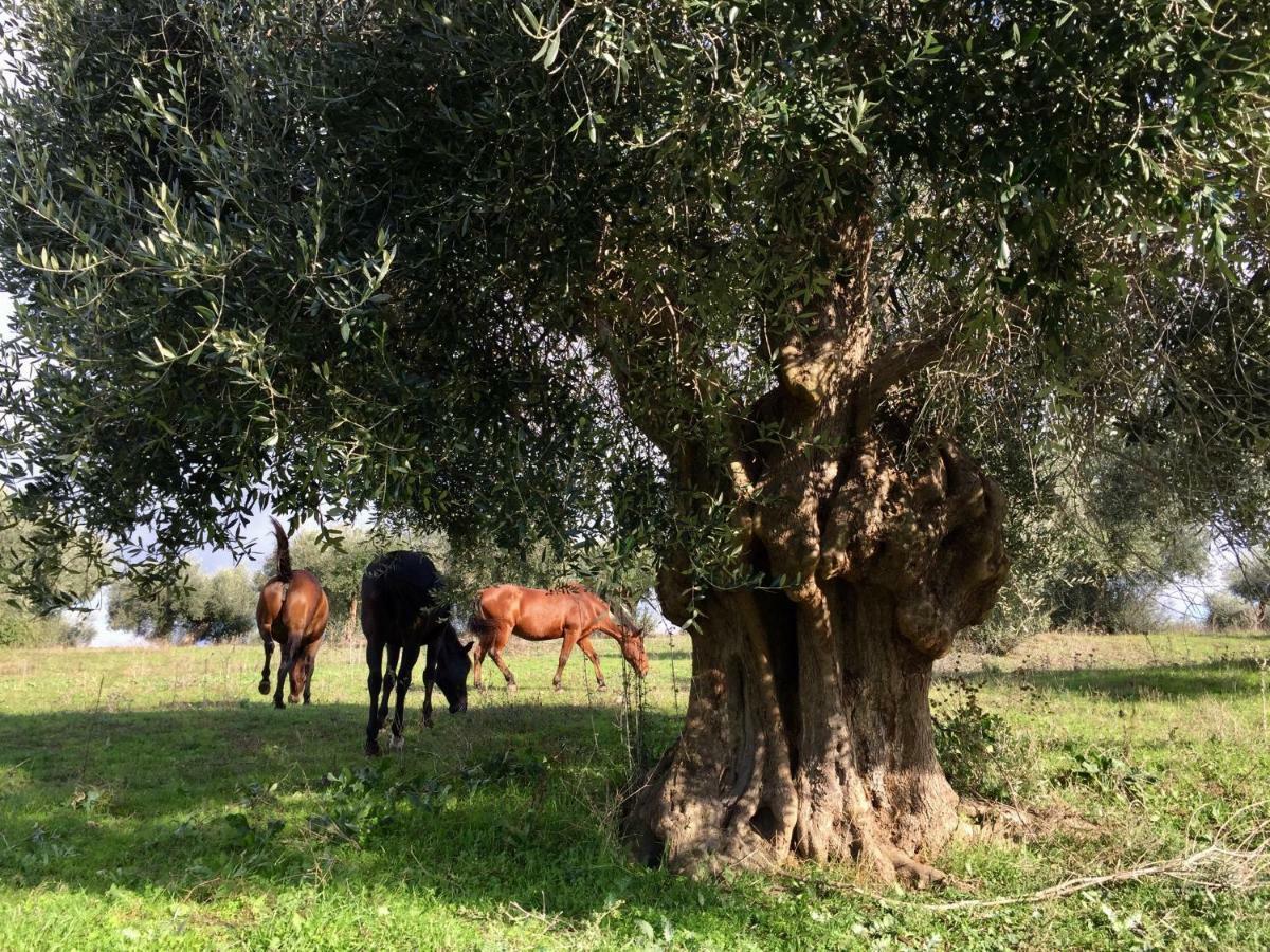 La Valentina Nuova *